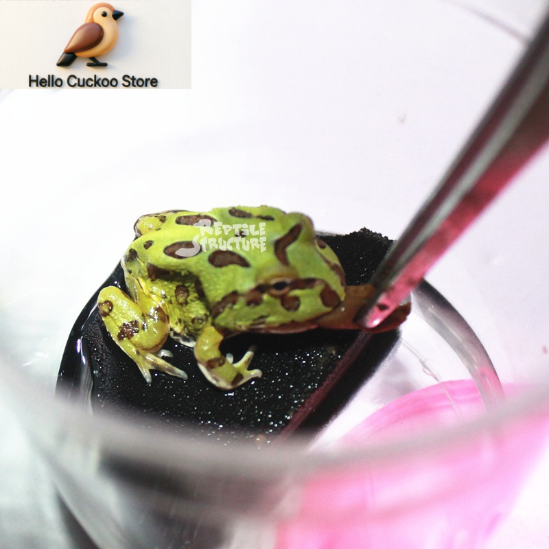 Bubuk Granul Makanan Katak Ber - Calcium Powder Reptile ulasan dan harga
