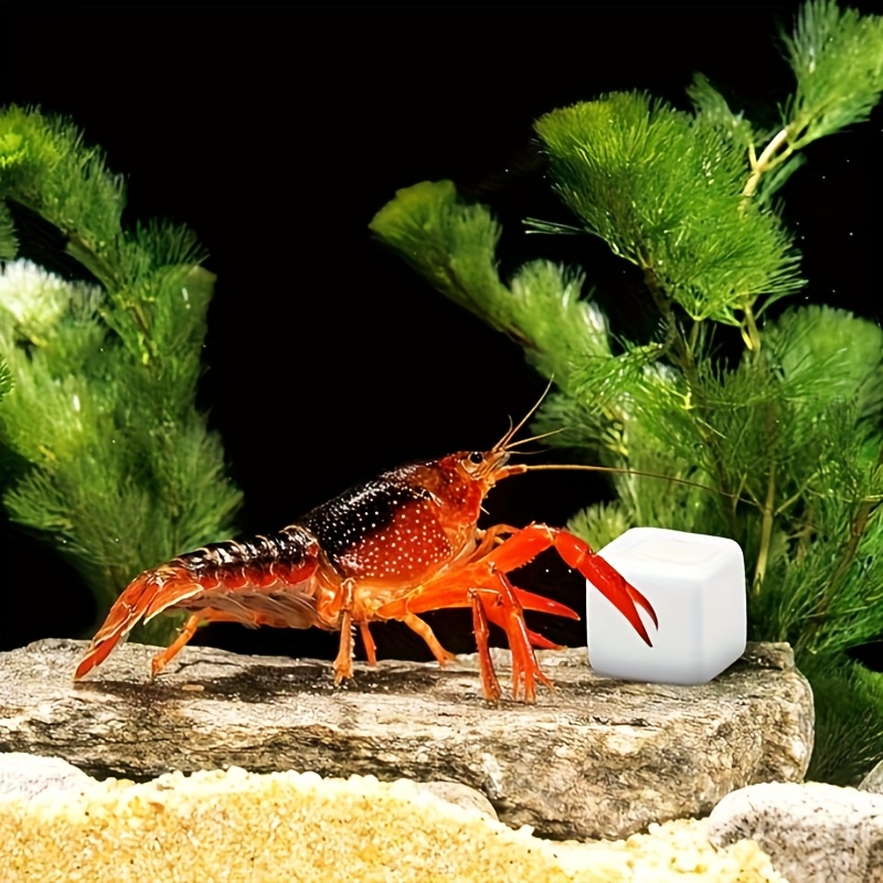 6 Buah Batu Kalsium untuk Akua - Calcium Powder Reptile ulasan dan harga